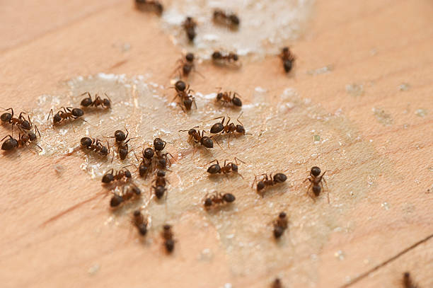 East Camden, AR Pest Control Company