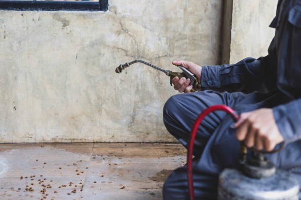 Best Rat Extermination Near Me  in East Camden, AR
